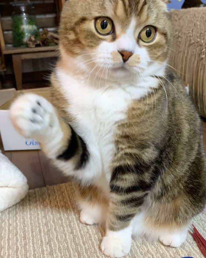 のインスタグラム：「Cute! 🐵🐹  ヒモで遊ぶうずらちゃんと お布団ベッドで暖をとるイクラちゃん😂 みんなそれぞれ可愛すぎる🥰❤️  #weeklyfluff #scottishfold #cats #adorable #meowed #9gag #catsofinstagram #pleasantcats #catoftheday #catsofworld #kawaii #love」