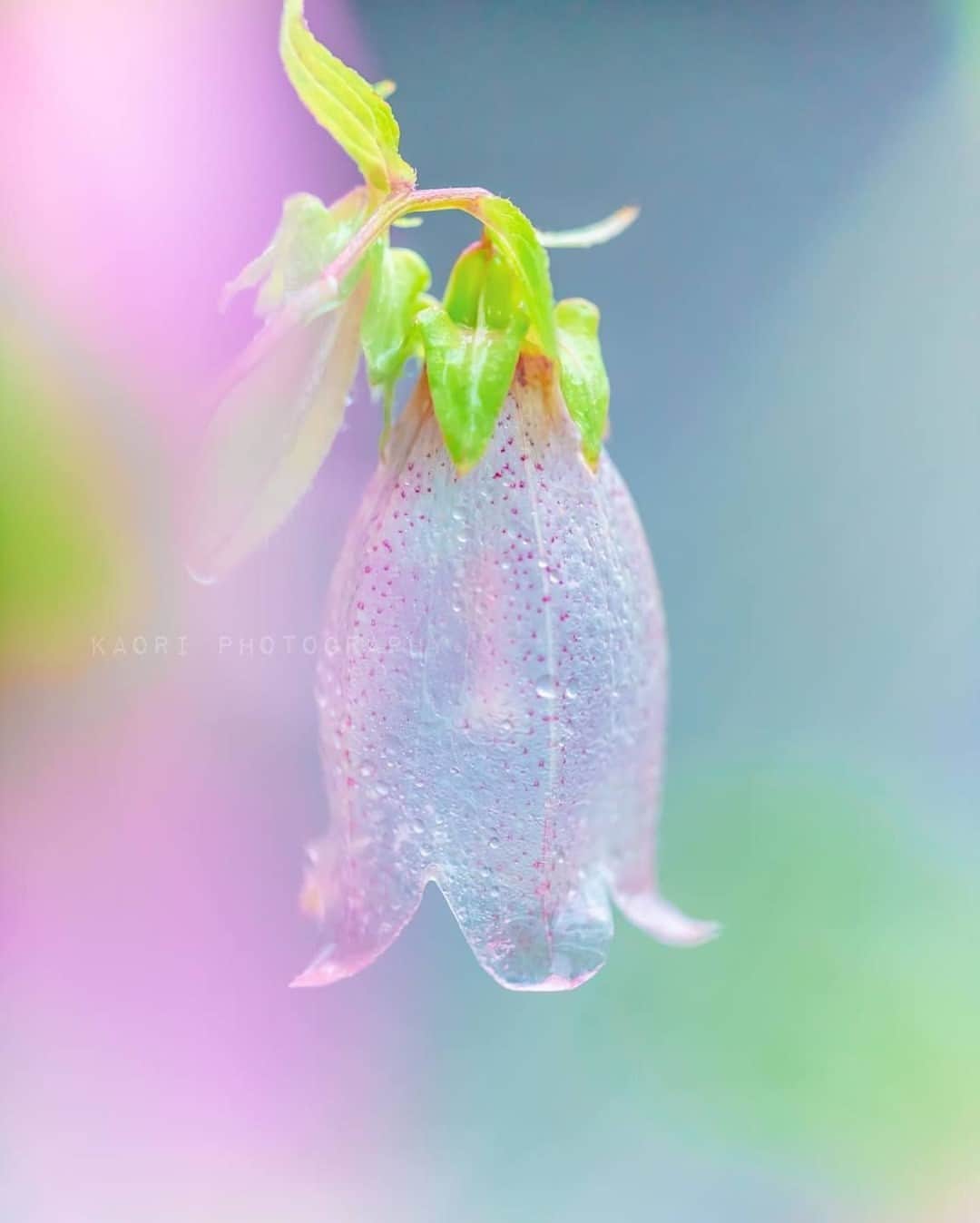 花の写真館のインスタグラム：「Photo by @_ka0ri.⠀ https://instagram.com/_ka0ri/⠀ .⠀ Original Post[投稿いただいたURL]⠀ https://www.instagram.com/p/CCQ0zStjkeN/⠀ .⠀ 本アカウントは、 #私の花の写真 をつけてInstagramに投稿された皆さまの花の写真や、「花の写真館」Facebookページで投稿された花の写真を紹介します。⠀ 「花の写真館」Facebookページは、「 @floral.photograph 」のプロフィールにあるURLからご覧ください。⠀ .⠀ ※各自、政府、自治体など公的機関の指示に従った行動をお願いします。⠀⠀ 東京カメラ部および分室では、写真を「見る楽しみ」を提供することを通して、微力ながら皆様にわずかな時間でも癒しをお届けしたいと思っております。⠀ ※本アカウントは東京カメラ部がFacebook、Instagramのサービスを利用して運営しているもので、Facebook社・Instagramとは一切関係ありません。⠀ .⠀ #花の写真館 #floralphotograph #floralphoto #flower #flowers⠀ Follow: @floral.photograph」