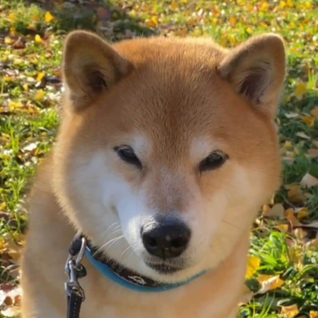 まる（まるたろう）のインスタグラム