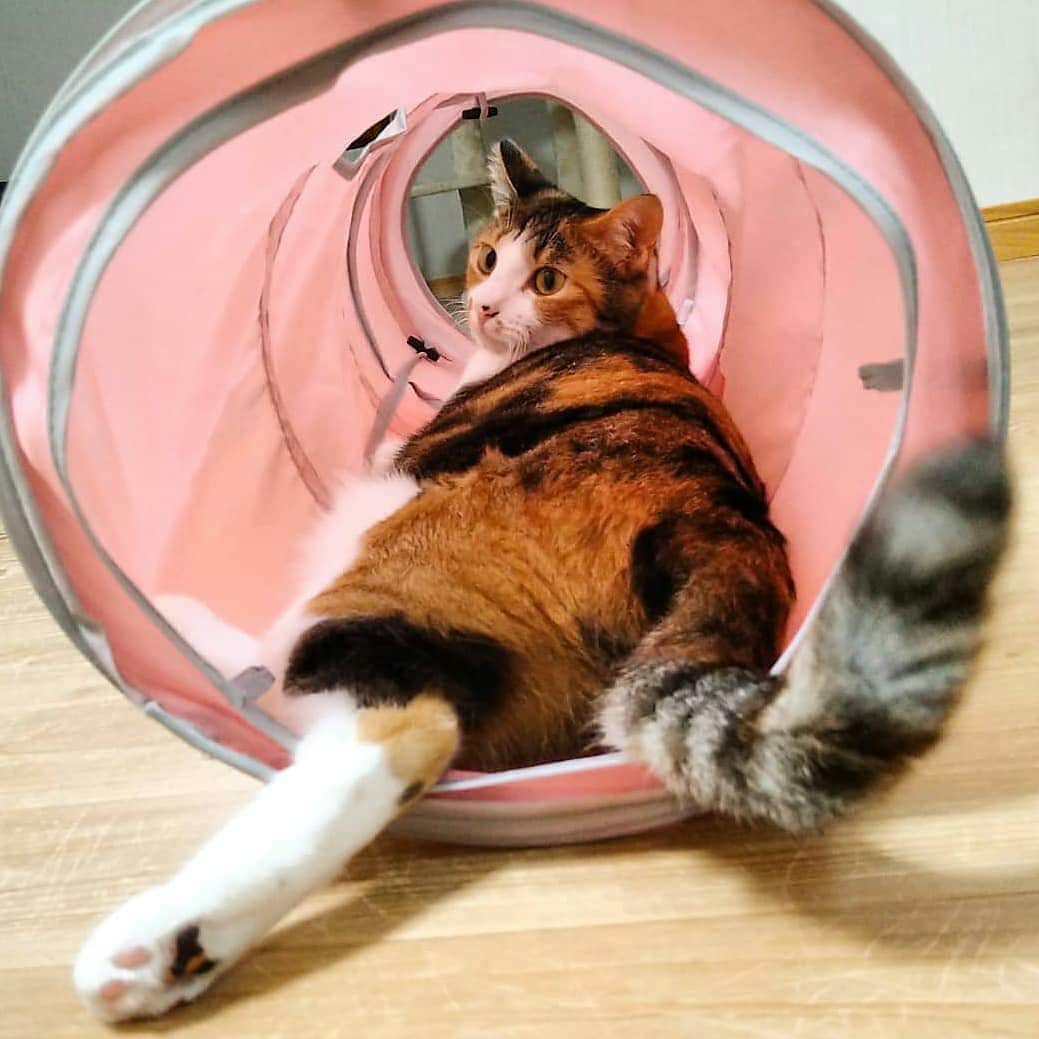 猫壱（ねこいち•ネコイチ）のインスタグラム