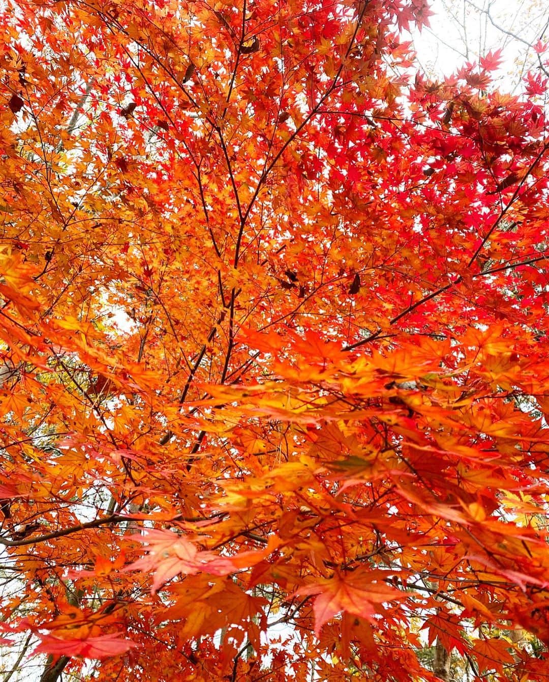 chiyo1173さんのインスタグラム写真 - (chiyo1173Instagram)「・ もう季節は晩秋ですね🍁 紅葉もそろそろ見頃。 赤や黄色に染まった落ち葉も綺麗で、 足元の落ち葉にもつい見惚れてしまいます。 ・ ・ 毎年冬には欠かせないUGG。 今年は、新発売のウルトラミニのブラックを追加。 アンクル丈のパンツと合わせると、 足首がチラリと見える感じがすごく可愛い❤︎ ・ ・ ちなみに#UGG #アグ は他にも クラシックミニのチェスナットと(写真3枚目)、 アンスレーのスレートを持っています(写真4枚目)。 冬の海コーデの必須アイテム🌊🏄‍♀️ ・ ・」11月9日 20時06分 - chiyo1173