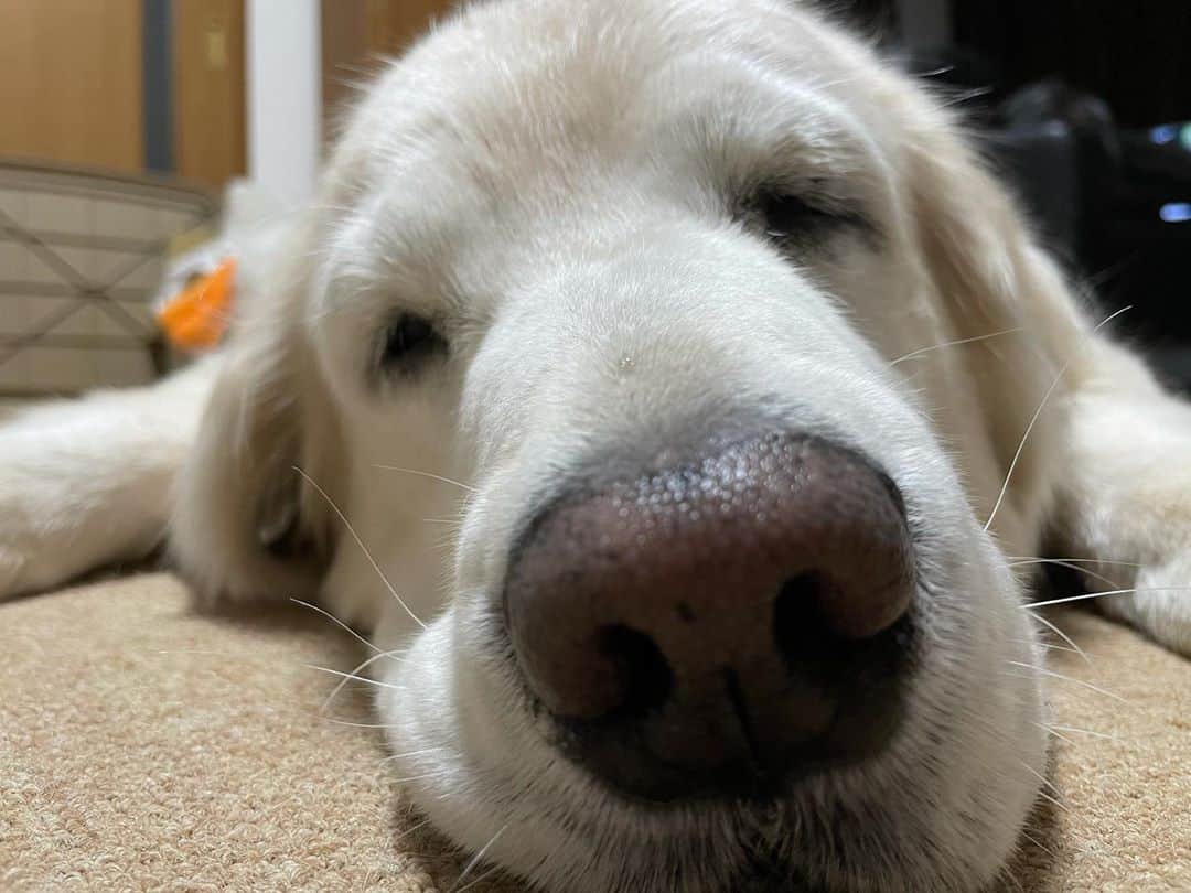 ながしまみのりのインスタグラム：「iPhone12 Proで撮影しためるさんです🐾 ふわふわましまし♡ ・﻿ #きゃらめる日記﻿ #goldenretriever #ゴールデンレトリバー #dog﻿ #dogstagram﻿ #犬﻿ #iphone12pro」