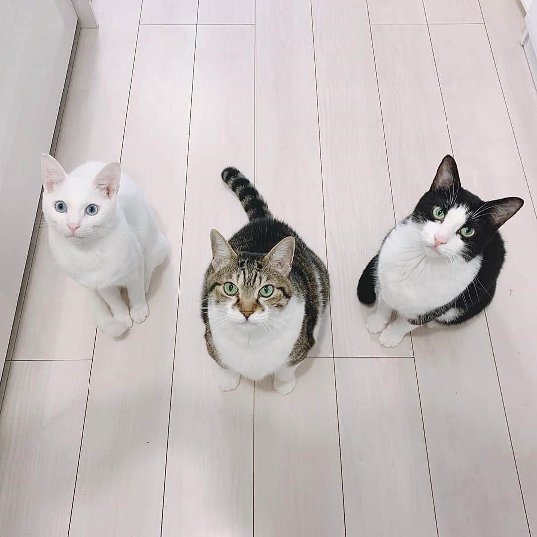 korokoronyaさんのインスタグラム写真 - (korokoronyaInstagram)「✸*∗ 9 Nov,2020  Snack time😋🙌🏼 * #おやつの時だけ寄ってくる  #おやつの時だけお利口さん  #目がキラキラ #やったー 😋🙌🏼 * #まめごまもち」11月9日 20時18分 - korokoronya