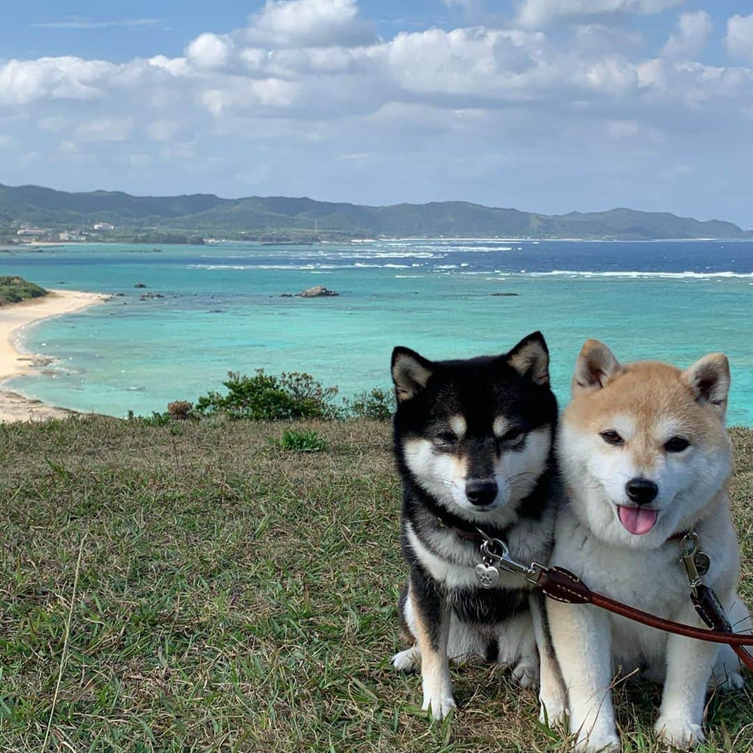 豆柴なつ&ふゆさんのインスタグラム写真 - (豆柴なつ&ふゆInstagram)「We had great time😆🌟 あやまる岬と2つの海が見える丘😆🌟  #奄美大島　#あやまる岬 #2つの海が見える丘 #海#綺麗 #犬連れ旅行 #travel #わんこと旅行  #旅行 #ビーチ#シバフル #わんダフォ #shibamania  #柴犬ライフ#pecoいぬ部 #shiba_snap  #instashiba#cutedogs  #柴犬#shiba #shibainu #shibastagram  #pecoいぬ部 #犬バカ部 #shibainumag_feature #instafollow #dogoftheday  #🐕📷 #theshibasociety  #柴  #柴犬マニア」11月9日 20時29分 - mameshiba.natsuinu56