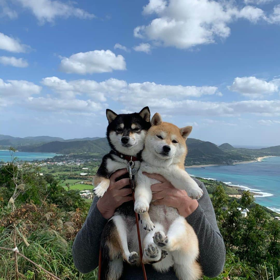 豆柴なつ&ふゆさんのインスタグラム写真 - (豆柴なつ&ふゆInstagram)「We had great time😆🌟 あやまる岬と2つの海が見える丘😆🌟  #奄美大島　#あやまる岬 #2つの海が見える丘 #海#綺麗 #犬連れ旅行 #travel #わんこと旅行  #旅行 #ビーチ#シバフル #わんダフォ #shibamania  #柴犬ライフ#pecoいぬ部 #shiba_snap  #instashiba#cutedogs  #柴犬#shiba #shibainu #shibastagram  #pecoいぬ部 #犬バカ部 #shibainumag_feature #instafollow #dogoftheday  #🐕📷 #theshibasociety  #柴  #柴犬マニア」11月9日 20時29分 - mameshiba.natsuinu56