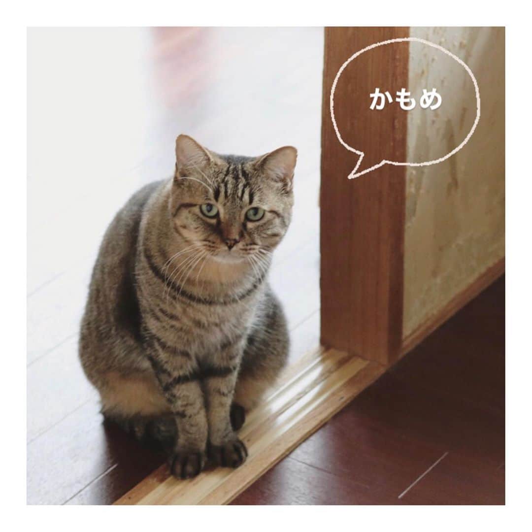 こむぎさんのインスタグラム写真 - (こむぎInstagram)「* 嬉しいお知らせ😭 なんとなんと！！ 現場に残り組の"くろくん""まがりくん"のトライアルが決定しました〜😭✨✨ 希望者さんは東京の方なので遠方にはなりますが、戸建てのお家を猫用に完全リフォームしてくださいました😭✨ くろくん、まがりくん2匹一緒にお迎えしてくださることに👏ありがたや…😭✨ 2人ともトライアル頑張ろう💪 トライアル出発前に我が家でまたしばらく様子見になります🙆‍♀️  そしてそして！ 同じく現場に残り組の"うさぎちゃん"も岐阜で預かりさんが見つかりましたーー😭 うさぎちゃんは来週病院へ受診後預かりさん宅へ行く予定です✨  これで今月3匹の脱出が決まりました😭✨嬉しいーー😭😭😭 残りの"くまおくん""ししくん""かもめくん"の3匹は引き続き里親さん、預かりさん募集中ですー！！🙇🏻✨  崩壊現場の部屋はエアコン1台はついているものの、人が住んでいる家ではないため、温度管理もこれから段々と心配な季節になってきます💦 あと3匹！なんとか脱出できると嬉しいです🙇🏻🙏🏻✨ どうか里親さんに！ 里親さんが難しくても預かりさんのご検討お願いいたしますー🙇🏻✨ #岐阜多頭崩壊レスキュー #里親募集 #預かりさん募集」11月9日 20時31分 - tomochunba