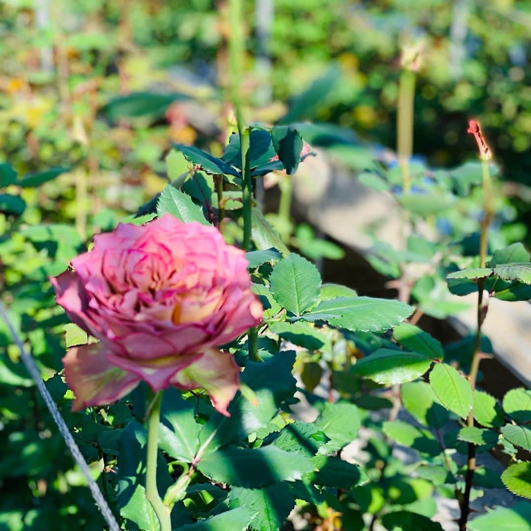 宮内 孝之 花飾人 花の妖精さんのインスタグラム写真 - (宮内 孝之 花飾人 花の妖精Instagram)「【ROSE ティナチュール】 関西を代表する　薔薇の産地 奈良県　HEGRURI  ROSE 変わった薔薇達を育種から生産 ワクワクするのを作ってます。 皆様よかったら お花屋さんで平群ROSEを❗️ 幸せがやってきますよ😊  間違いなし😊  https://www.takayukimiyauchi.com/  #花　#おはな　#お花　#いけばな #花風水鑑定　#ブライダル　#フランflower  #HEGRURI ROSE  #奈良県平群 #花風水　#花屋　#華道家 #花のある暮らし　#花のある生活　#花好き　#花好きな人と繋がりたい　#花のある風景　#フラワーアレンジメント  #flower #flowers #flowerstagram  #宮内流花風水 #神社　#花空間装飾　#ヘアーフラワー」11月9日 20時26分 - miyauchi_takayuki_flowers
