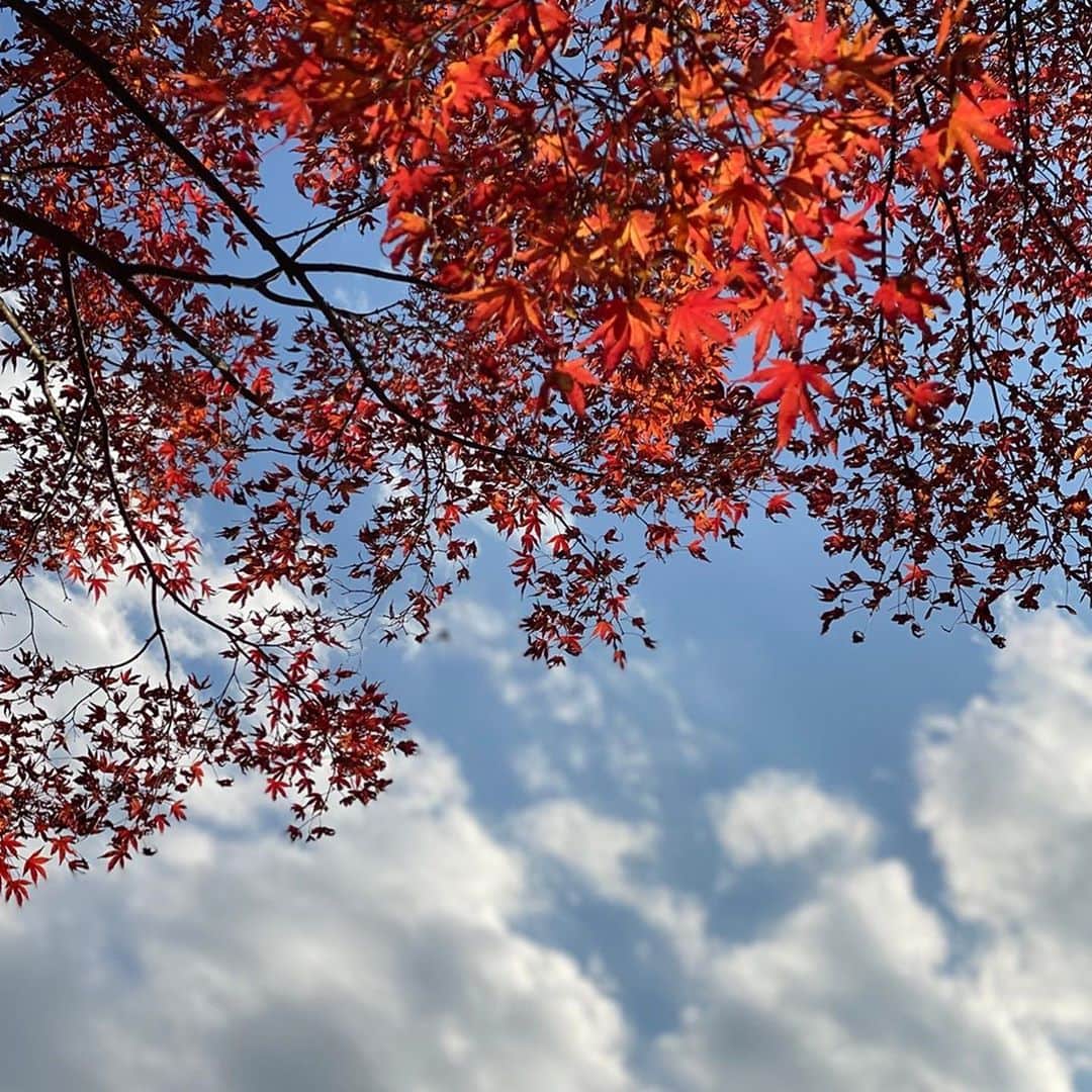 大和田美帆さんのインスタグラム写真 - (大和田美帆Instagram)「#秋　#日本の秋 #autumn 👈世界の秋が見られる！ #japaneseautumn   はぁー美しかった。 自然の美しさに癒されました。」11月9日 20時27分 - miho_ohwada