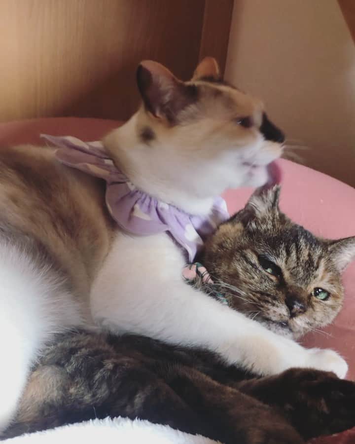 maimocotoのインスタグラム：「『ちー、子猫ちゃんとばっかり遊んでたから、モコちゃんのことすっかり忘れてたの！🙀モコちゃん、大好きなのに❤』 ＊ ＊ 何やらモコにべったりしてます笑 それにしても3枚目のチコの顔よ😂寝顔が本当芸術的におブス！！ ＊ ＊ #モコとチコ #ステキヘアサロン #白目 #19歳差姉妹 #ブサチコ」