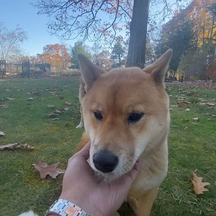 稲木ジョージのインスタグラム：「Humans don’t deserve dogs😭😭😭😭 Ilysm @akki_theshiba 🐕💕」