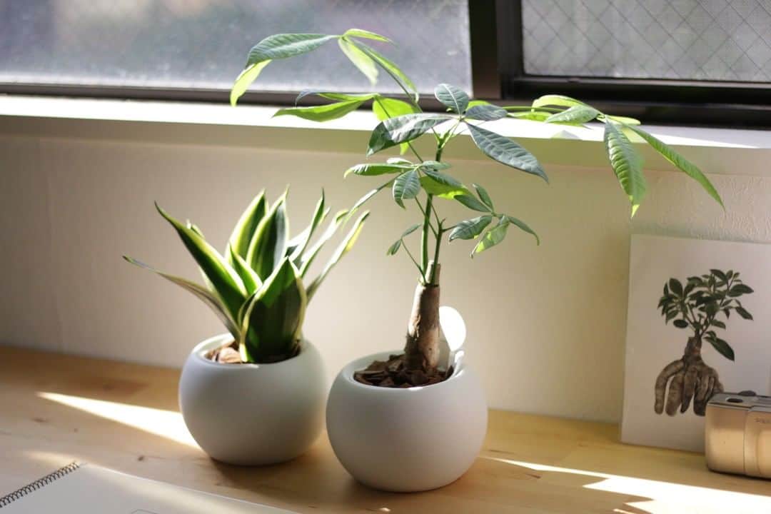 LOVEGREEN -植物と暮らしを豊かに。のインスタグラム