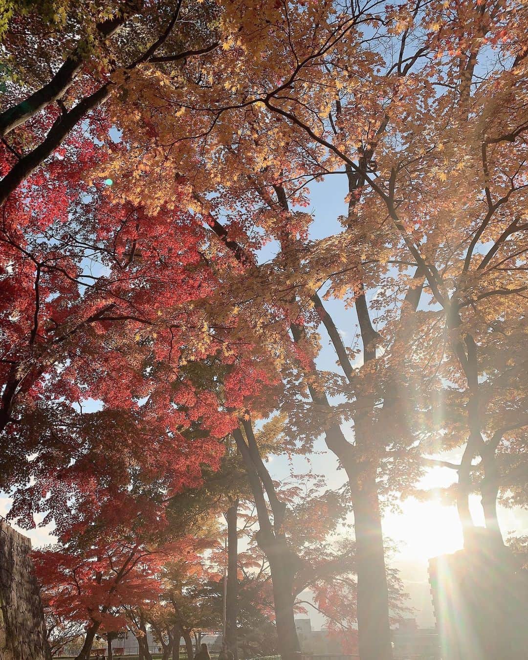 志田友美（ゆうみん）さんのインスタグラム写真 - (志田友美（ゆうみん）Instagram)「岩手は紅葉キレイだった🍁」11月9日 21時03分 - yuumi_shida