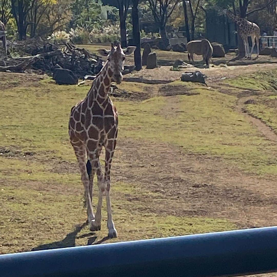 江口祐司のインスタグラム：「キリン🦒さんが好きです、でもゾウ🐘さんの方がもっと好きです💕 これ分かる人いるかなぁ⁉️  #キリン #ゾウ  #動物園  #動物  #ナイスショット」