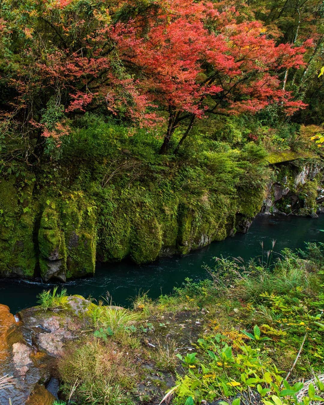 鹿児島よかもん再発見さんのインスタグラム写真 - (鹿児島よかもん再発見Instagram)「霧島の紅葉散策(^-^)/ R2/11/8  霧島は今週からが本番ですかねー  ただ、タイミングが前後しても、局所的に光る場所もあるので散策する楽しみもありますね  #鹿児島 #鹿児島観光 #霧島 #霧島観光 #霧島市 #鹿児島の紅葉 #鹿児島の風景 #鹿児島の自然 #kagoshima #kagoshimaphotograph  #kirishima #新川渓谷」11月9日 21時10分 - kagoshimayokamon