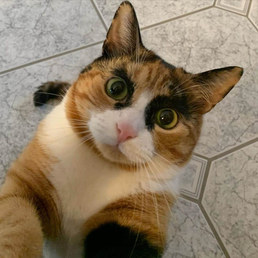 リリーさんのインスタグラム写真 - (リリーInstagram)「Good morning everyone! 😸 . . . . . #lillycrazyeyes #mood #catsofinstagram #9gag #calico #instacat #meowstagram #meow #meowdel #instacalico #calico #monday #crazyeyes #sassy #notimpressed #eyes #monday #morning #mondaymotivation」11月9日 21時17分 - lilly_crazyeyes