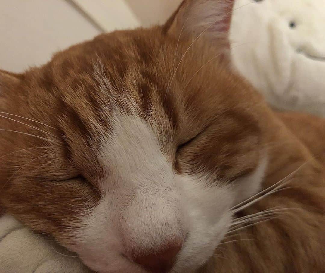 中野みやびのインスタグラム：「いっつも寝てる。  #寝てる #猫 #cat #ねこ #かわいい #cute #可愛い #picture #写真 #pet #ペット #冬 #winter #ねこすたぐらむ #ねこのいる生活 #猫のいる暮らし #ねこすた #中野 #中野みやび」