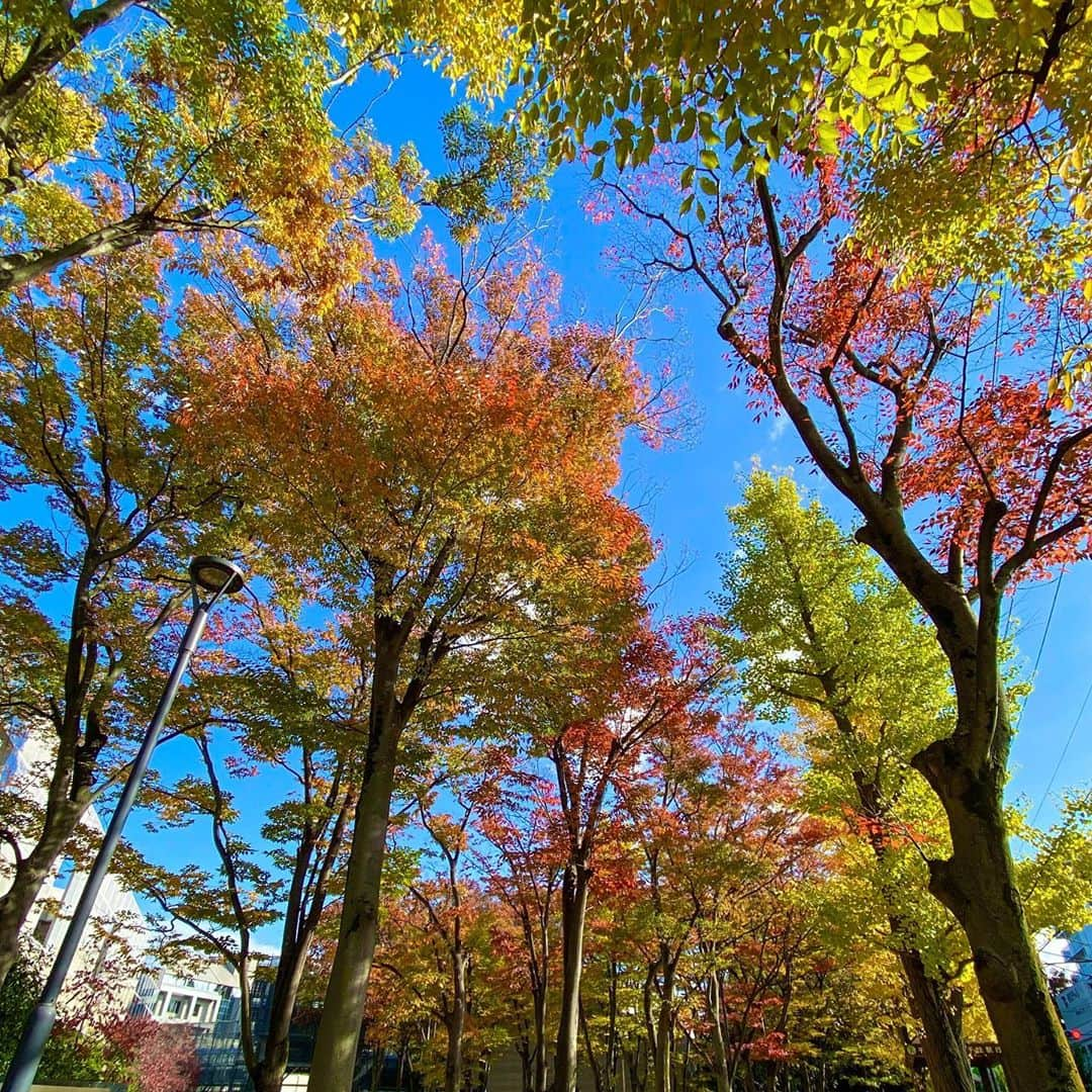 奥家沙枝子のインスタグラム：「いつのまにか東京にも秋の色🍁 今朝のお散歩はひんやりした空気に包まれて、季節が進んだのを感じました🌞 . . #東京#散歩#紅葉#ウォーキング#ぶらぶら#朝#欅#tokyo #walk #monday #morning #takeawalk #bluesky #beautifulview #japan #goodday」