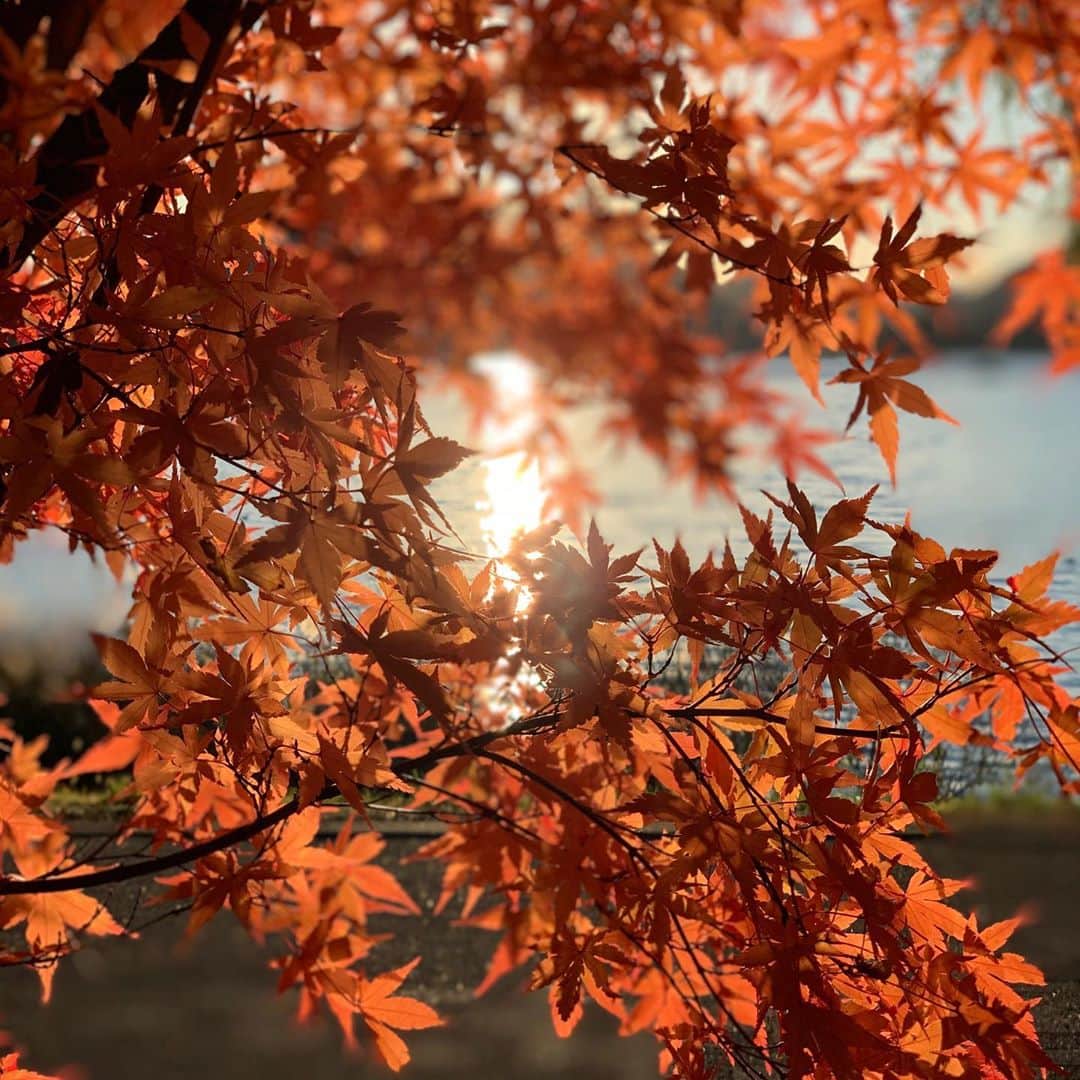 松田美由紀さんのインスタグラム写真 - (松田美由紀Instagram)「秋のひかり  #秋」11月9日 21時58分 - matsudamiyuki