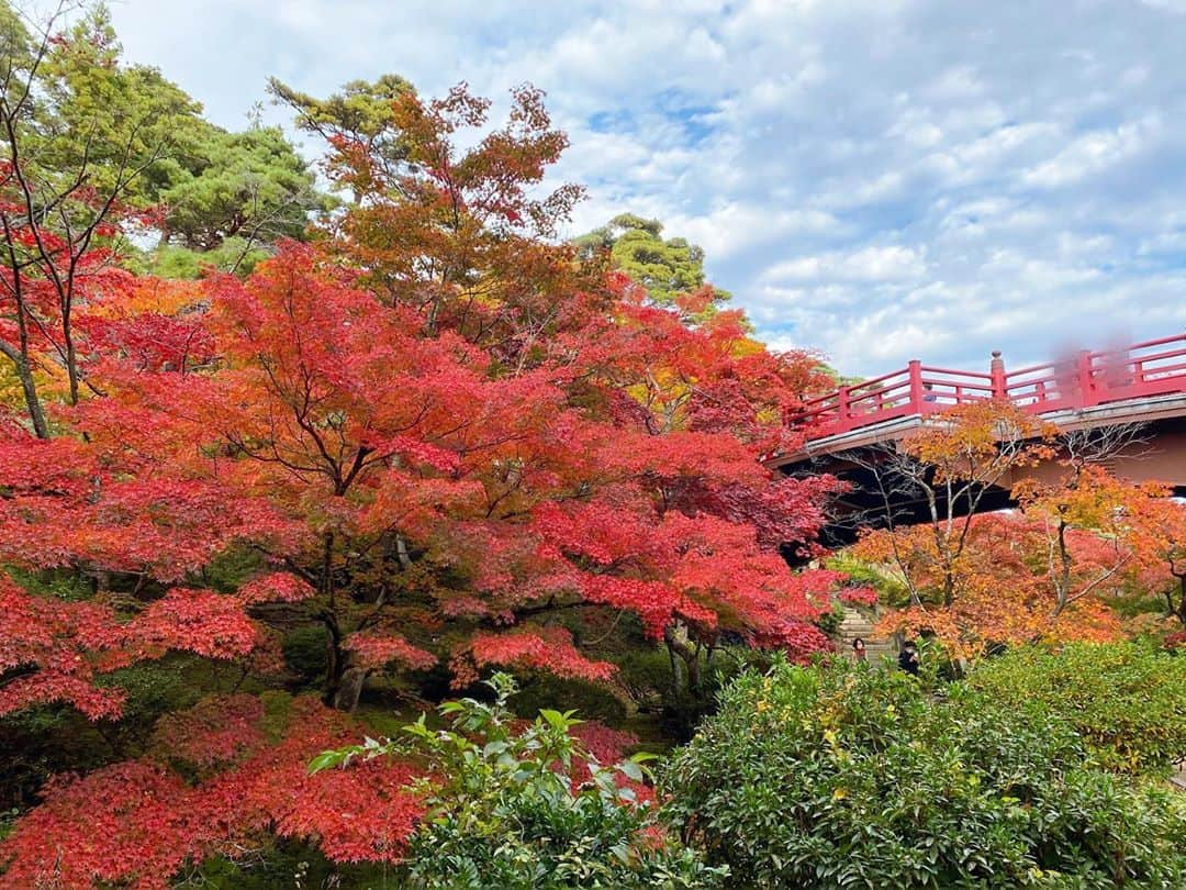 諸橋姫向さんのインスタグラム写真 - (諸橋姫向Instagram)「弥彦公園の紅葉🍁🍂  #弥彦村#弥彦公園#やひこの弥彦村ガイド #諸橋姫向#やひこ#followme #팔로미#좋아요」11月9日 22時01分 - hinata_48_yahi5