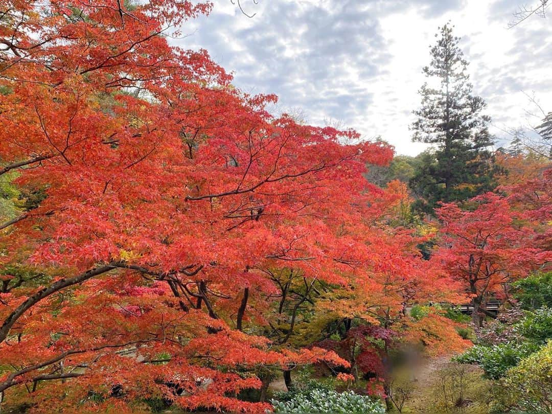 諸橋姫向さんのインスタグラム写真 - (諸橋姫向Instagram)「弥彦公園の紅葉🍁🍂  #弥彦村#弥彦公園#やひこの弥彦村ガイド #諸橋姫向#やひこ#followme #팔로미#좋아요」11月9日 22時01分 - hinata_48_yahi5