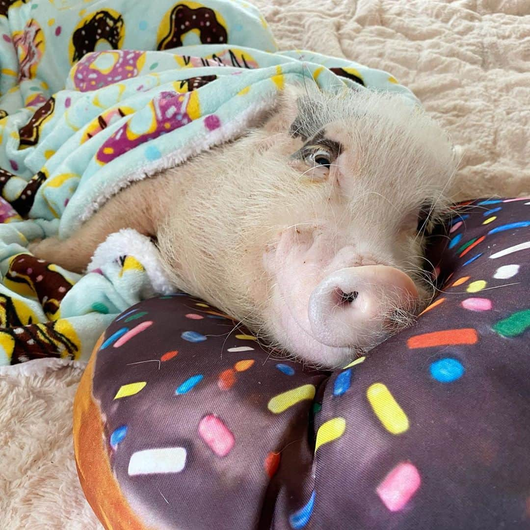 Priscilla and Poppletonさんのインスタグラム写真 - (Priscilla and PoppletonInstagram)「Dear Monday, Please DONUT disturb Pop’s beauty sleep! ThOINKs, Prissy 🐷💕🍩#fivemoreminutes #sillypop #PrissyandPop」11月9日 22時02分 - prissy_pig