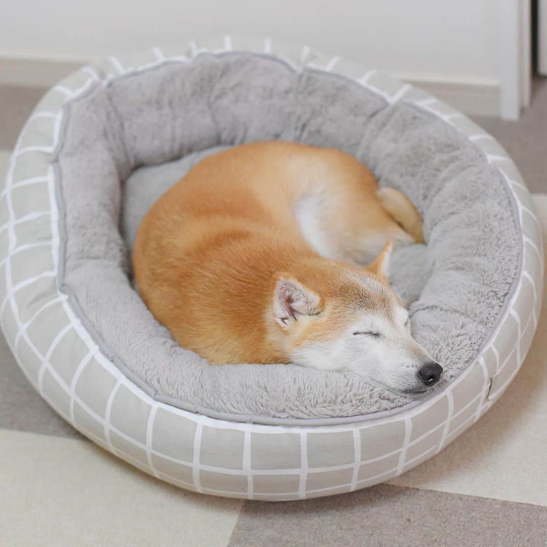 meekooのインスタグラム：「今日はよく寝る日😴🍎 #充電中 #寒くなってきた」