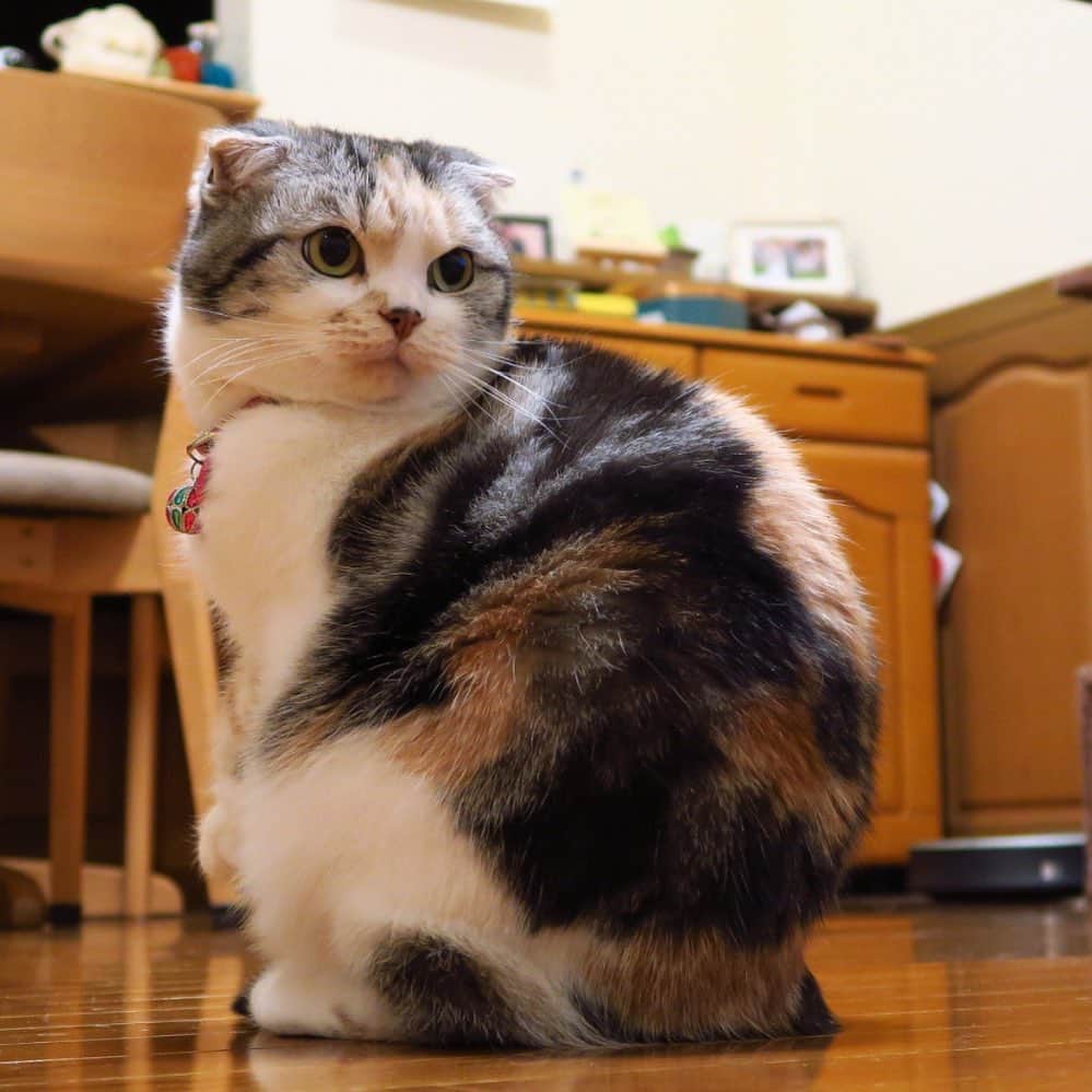 takegaeruのインスタグラム：「丸っこくて可愛いまりん😺 #cat #scottishfold #猫 #スコティッシュフォールド #三毛スコ友の会」