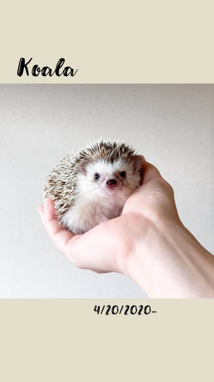 ダーシーのインスタグラム：「All You Need Is Hogs🦔🦔🦔🦔🧡✨」