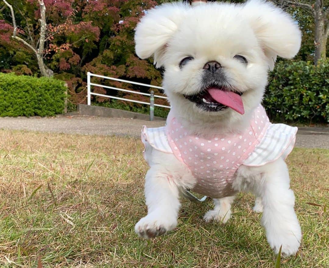 こなつのインスタグラム：「今日も一日おつかれさまでした🐶💕 みなさまおやすみにーず🌝💓」