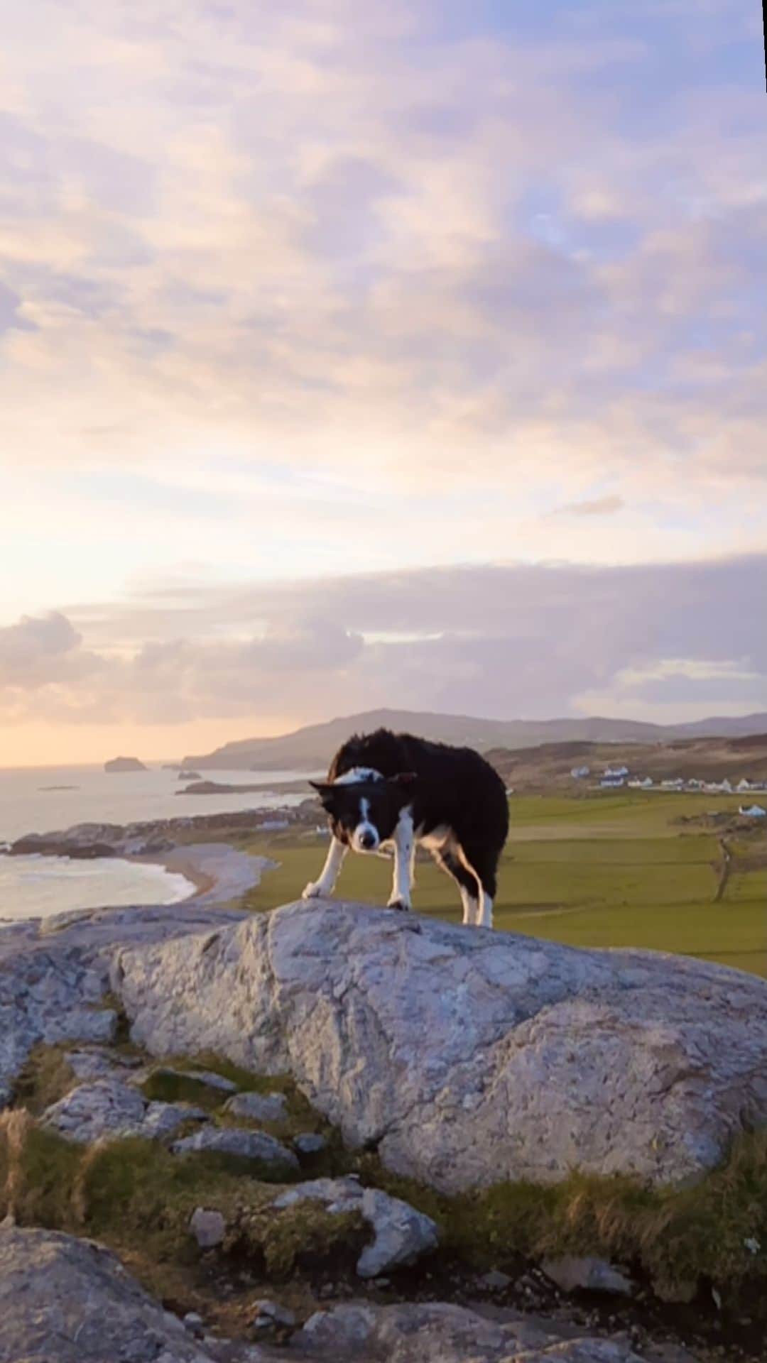 Andrew Knappのインスタグラム：「I Bette she was singing about Momo. #mօmomeditations (Momo at Malin Head, Ireland)」