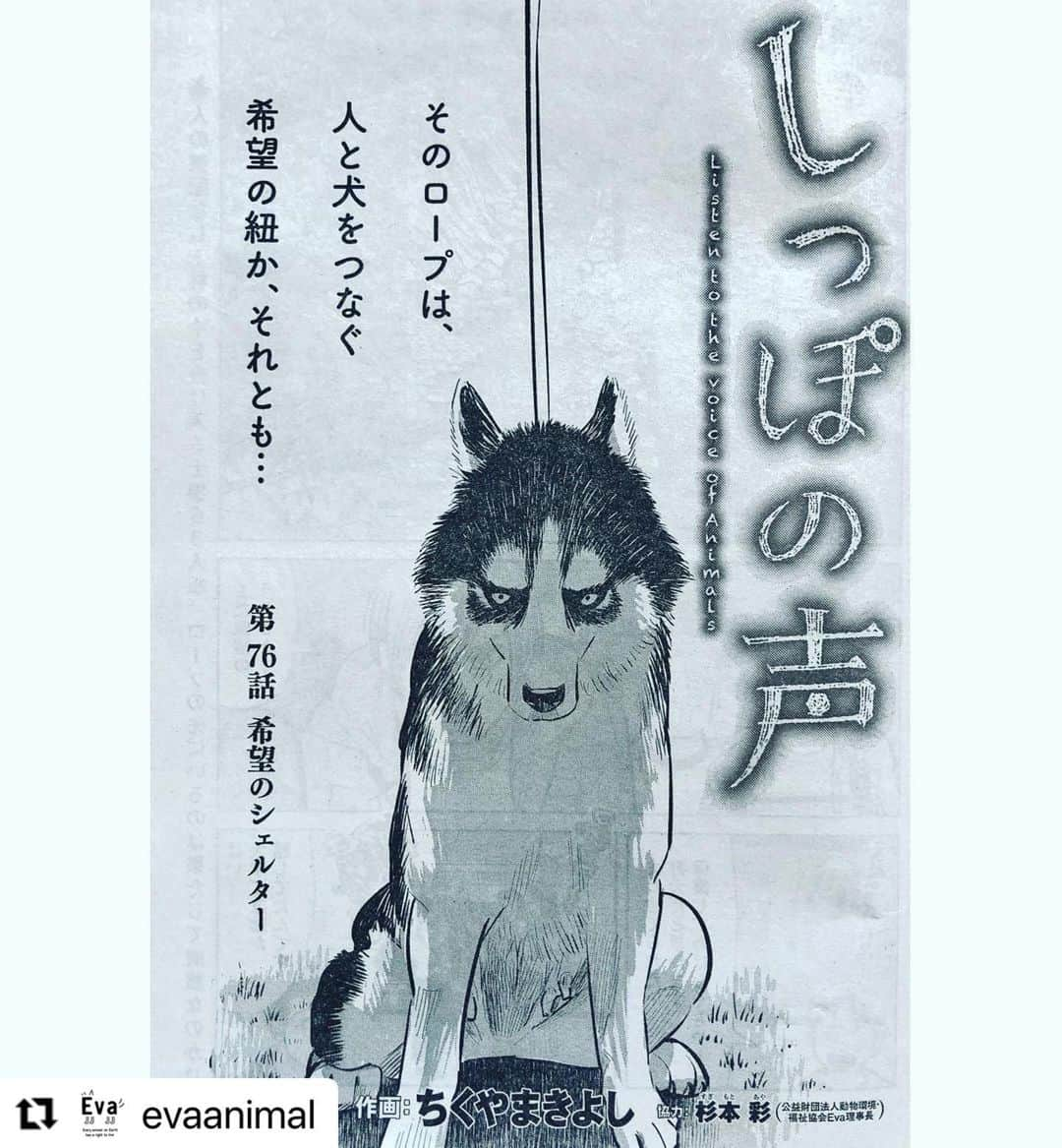 杉本彩さんのインスタグラム写真 - (杉本彩Instagram)「#Repost @evaanimal with @make_repost ・・・ 発売中のビッグコミックオリジナル「しっぽの声」第76話は希望のシェルター。  幽霊の噂がある林の中で士狼ら3人が見たものとは？  繁殖引退犬とその裏に潜む闇について。  まさに今、目が離せないストーリーです！  #しっぽの声 #ビッグコミックオリジナル #ビッグコミックオリジナルしっぽの声  #数値規制 #動愛法改正 #杉本彩」11月10日 8時10分 - sugimoto_aya0719