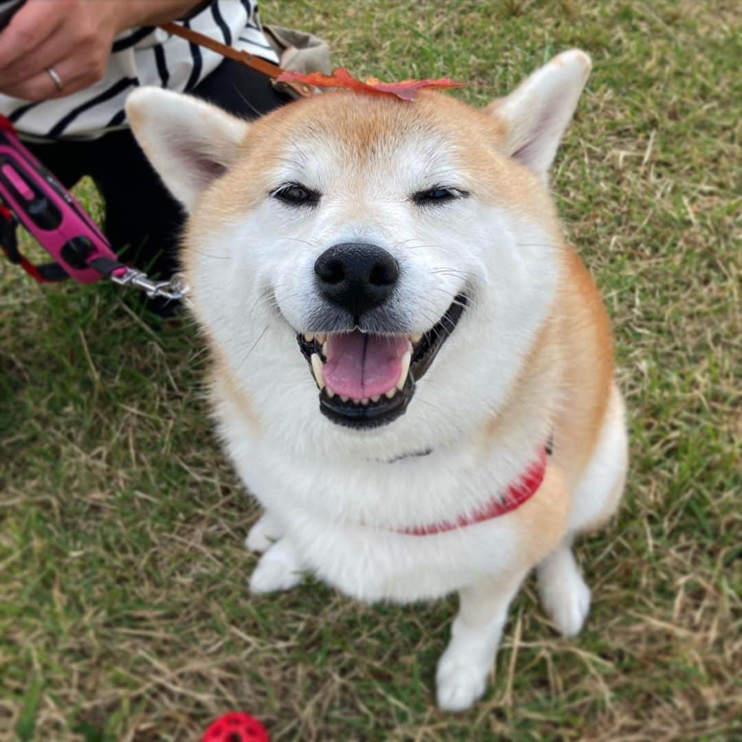 のインスタグラム：「先週末は土日とも近所をお散歩。 日が差すと暑いくらい、日が陰ると肌寒い。 #秋ですね　#ドロン  #ママとてん」