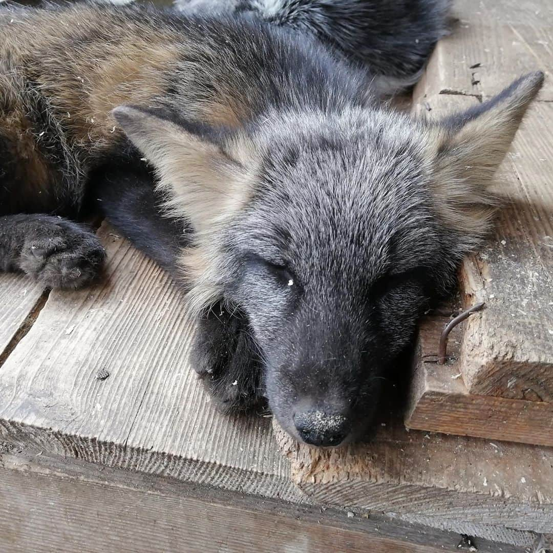 Rylaiさんのインスタグラム写真 - (RylaiInstagram)「Vlad, time to wake up.... it’s time to go...  . Panda and her Pals will be joining the JABCECC this fall and we are so excited to meet these babies and give them the love they deserve!  . As many of you know, we committed to bringing 5 of these beautiful babies to our center this year and allow them to fulfill their destiny of being the voice of their captive and wild counterparts! To be loved by so many!! Well, the Institute of Cytology and Genetics showed us 9 foxes they selected for us and asked us to pick which 5. We cannot separate any of the babies from the family they have lived with, grown with and snuggled with!! We cannot leave any one of them behind.  Vlad will be joining us with the 8 others and we are overjoyed to have you meet him!!  . Vlad is a cross color morph of the red fox and is absolutely stunning.  . We have not raised all the funds we needed to bring all 9 to the US, so we will be organizing an exclusive meet and greet  opportunity to help raise the remaining money!! They will each also have a sponsorship option.  It is certainly a lot of mouths to feet!!!  . Please fall in love with each of them and help be their voice!!  . . If you would like to donate to the Panda and Her Pals Fundraiser, link is on our profile!  . . . #russian #russianbabies #lovefoxes #savefoxes #rescue #conservation #foxesofig #crossfox #inlove #bekind #compassion #furfree #russiandomesticatedfoxes #belyavefox #nonprofit #volunteer #sandiego #socal #superstar #betheirvoice #animals #animallovers」11月10日 8時38分 - jabcecc