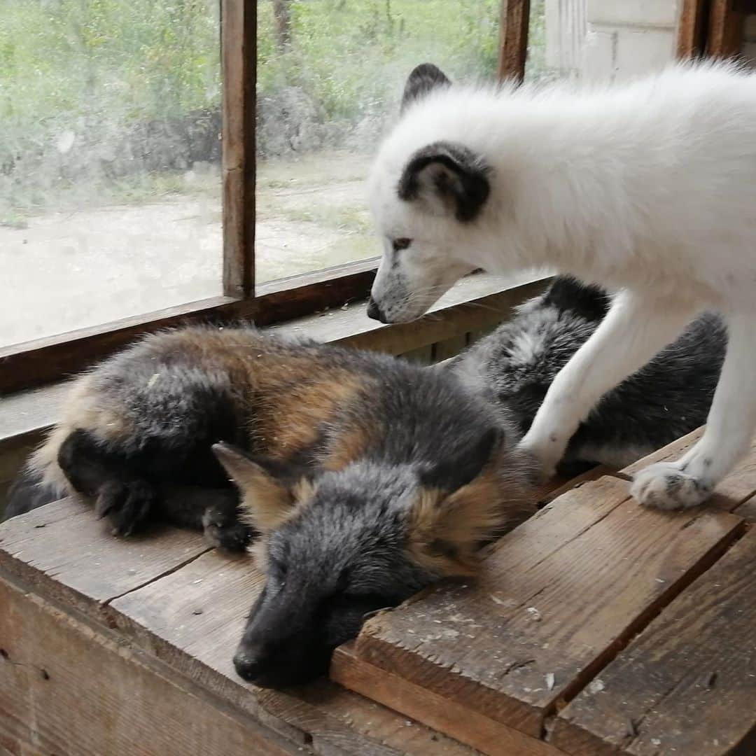 Rylaiさんのインスタグラム写真 - (RylaiInstagram)「Vlad, time to wake up.... it’s time to go...  . Panda and her Pals will be joining the JABCECC this fall and we are so excited to meet these babies and give them the love they deserve!  . As many of you know, we committed to bringing 5 of these beautiful babies to our center this year and allow them to fulfill their destiny of being the voice of their captive and wild counterparts! To be loved by so many!! Well, the Institute of Cytology and Genetics showed us 9 foxes they selected for us and asked us to pick which 5. We cannot separate any of the babies from the family they have lived with, grown with and snuggled with!! We cannot leave any one of them behind.  Vlad will be joining us with the 8 others and we are overjoyed to have you meet him!!  . Vlad is a cross color morph of the red fox and is absolutely stunning.  . We have not raised all the funds we needed to bring all 9 to the US, so we will be organizing an exclusive meet and greet  opportunity to help raise the remaining money!! They will each also have a sponsorship option.  It is certainly a lot of mouths to feet!!!  . Please fall in love with each of them and help be their voice!!  . . If you would like to donate to the Panda and Her Pals Fundraiser, link is on our profile!  . . . #russian #russianbabies #lovefoxes #savefoxes #rescue #conservation #foxesofig #crossfox #inlove #bekind #compassion #furfree #russiandomesticatedfoxes #belyavefox #nonprofit #volunteer #sandiego #socal #superstar #betheirvoice #animals #animallovers」11月10日 8時38分 - jabcecc