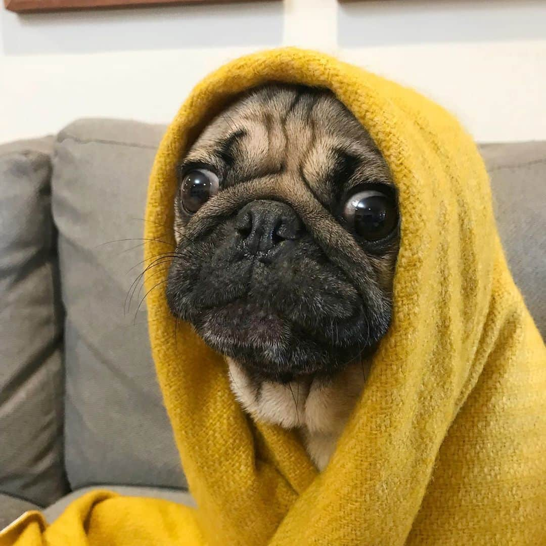 itsdougthepugさんのインスタグラム写真 - (itsdougthepugInstagram)「“When it gets dark at 5pm now” -Doug」11月10日 8時48分 - itsdougthepug