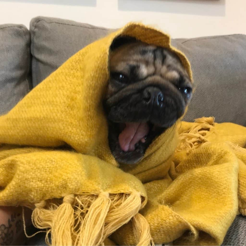 itsdougthepugさんのインスタグラム写真 - (itsdougthepugInstagram)「“When it gets dark at 5pm now” -Doug」11月10日 8時48分 - itsdougthepug