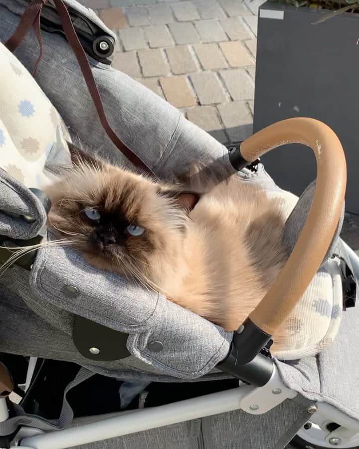 のインスタグラム：「ベビーカーに顎乗せてくつろぐスタイル👶🏼🎶💨  家が近づくと道を覚えてるから身を乗り出すスタイル🐢😂❤️  本当に散歩が大好きなプリュム👧🏼🌿  . . . . #プリュムのいる生活 #猫のいる暮らし  #ヒマラヤン  #赤ちゃんと猫  #もふもふ#ヒマラニャンズ  #猫  #ねこ  #ペコねこ部#家族#お出かけ#散歩#東京#ベビーカー #trip#walk #stroller#tokyo #familytime#kitten#fluffy#癒し#🐈 #고양이  #ilovecats  #himalayancat  #catsofinstagram#bestmeow#bestcats_oftheworld#weeklyfluff」