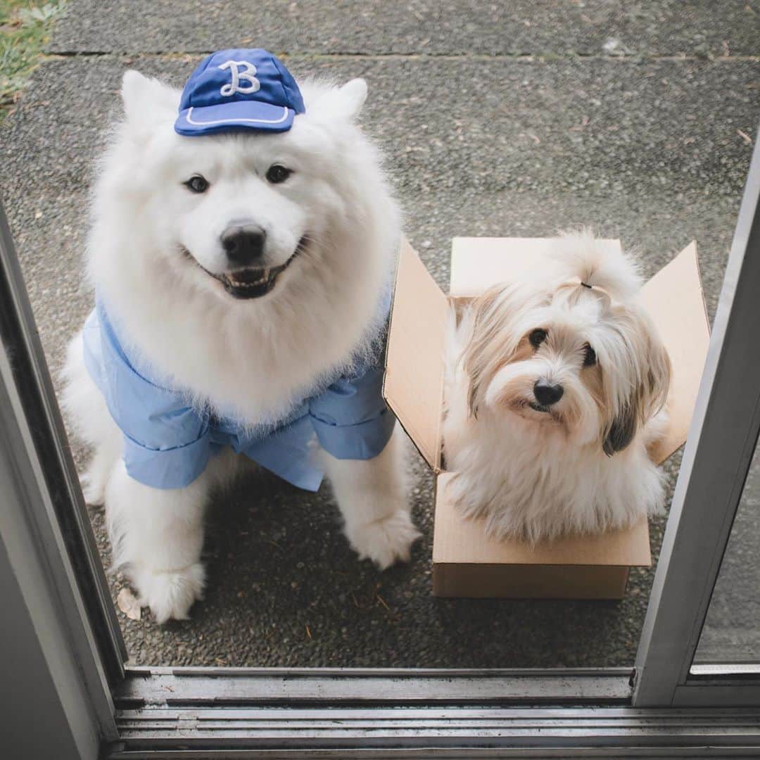 Loki the Corgiさんのインスタグラム写真 - (Loki the CorgiInstagram)「How would you react if these two delivered your mail? 😆 Our 2021 calendars are HERE and have begun shipping out! We’ve been tirelessly working on shipping your pre-orders out, and they should be arriving at your doors soon. Please let us know what your favorite month in the calendar is when you get yours - we’d love to know! ❤️ We’re so excited for everyone to see this year’s calendar. It’s filled with photos of Bear and Momo and it also has a special month dedicated to Loki. We have limited stock this year, so get yours while you can on our website! Link in bio 🙂」11月10日 9時00分 - lokistagram