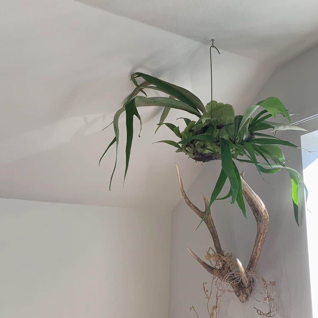 norikoのインスタグラム：「#緑のある暮らし 🌵」