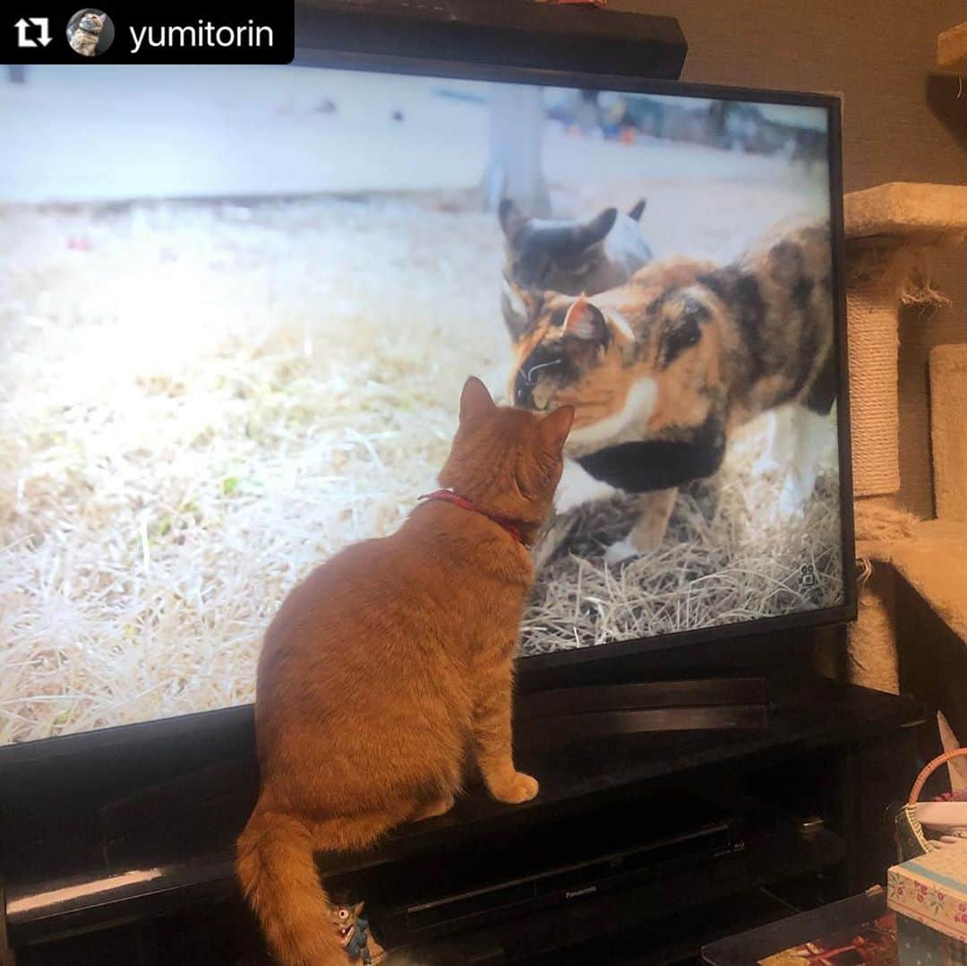 ねこさんのインスタグラム写真 - (ねこInstagram)「【#ねこは人を笑顔にする 】❣️ テレビの中のねこさんにコンニチハ😸✨ @yumitorin さん、ありがとう❣️✨ #Repost @yumitorin with @make_repost ・・・ リンさん、テレビの中のにゃんこに釘付け🤣 追いかけても、テレビの背後を探しても会えません。少し困ってます😂  ねこのいる生活 #ねこすきさんと繋がりたい #ねこと暮らす #ねこのきもち #ねこすたぐらむ #ねこ動画 #ねこ写真 #ねことの暮らし #ねこのいる幸せ #茶とら #ちゃとら猫 #茶とら猫 #茶トラ猫 #茶トラーズ#茶トラ🐯#ねこすた #ねこは人を笑顔にする#ねこスタグラム#ねこらぶ」11月10日 9時21分 - neko_magazine