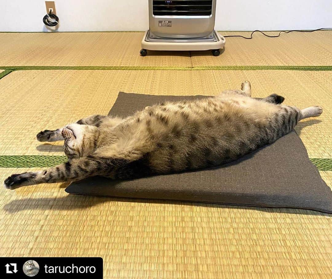 ねこさんのインスタグラム写真 - (ねこInstagram)「【#ねこは人を笑顔にする 】❣️ この冬はここから動かないと決めた。 @taruchoro さん、ありがとぉ😇😂 #Repost @taruchoro with @make_repost ・・・ 猫をダメにするヒーター * * #もう動きたくない #灯油ヒーター#ねこは人を笑顔にする #猫部 #ぽかぽか #ばんざい #へそてん #猫が落ちてる #きじとら #シマホネコダスケ #猫写真 #エウレカねこ部 #ねこのきもち #猫部 #猫のいる暮らし #猫が好き #cat #kot #nyancon01 #sippo #pecoねこ部 #peppyフォト部 #peppycats21春表紙応募 #petokotolife #ニャン友 #ねこ」11月10日 9時23分 - neko_magazine