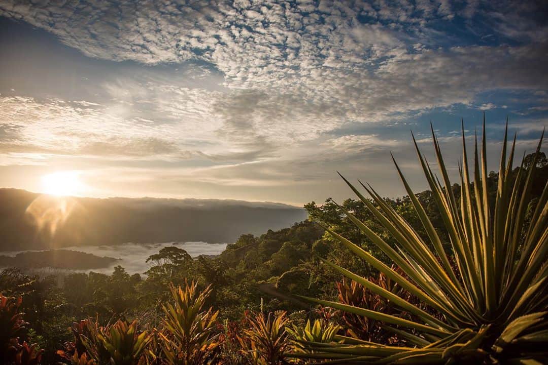National Geographic Travelさんのインスタグラム写真 - (National Geographic TravelInstagram)「Photos by @andy_mann // Sponsored by @visit_costarica // Costa Rica is a place full of adventure, where the mountain jungles seem to flow effortlessly into the sparkling blue sea. I've learned a lot about myself traveling throughout the country over the years. I honed my skills as a bird photographer on the Osa Peninsula, first introduced my newborn daughter to the ocean on the beaches of Guanacaste, and most recently documented hammerheads through my conservation work in the Pacific Ocean offshore. It's a place that takes you on unexpected journeys and leaves you with a sense of awe every time. // Come to the place where you can find balance, feel the thrill of adventure, and connect with nature, each other, and even yourself. Experience life's essentials in Costa Rica. #EssentialCostaRica」11月10日 0時43分 - natgeotravel