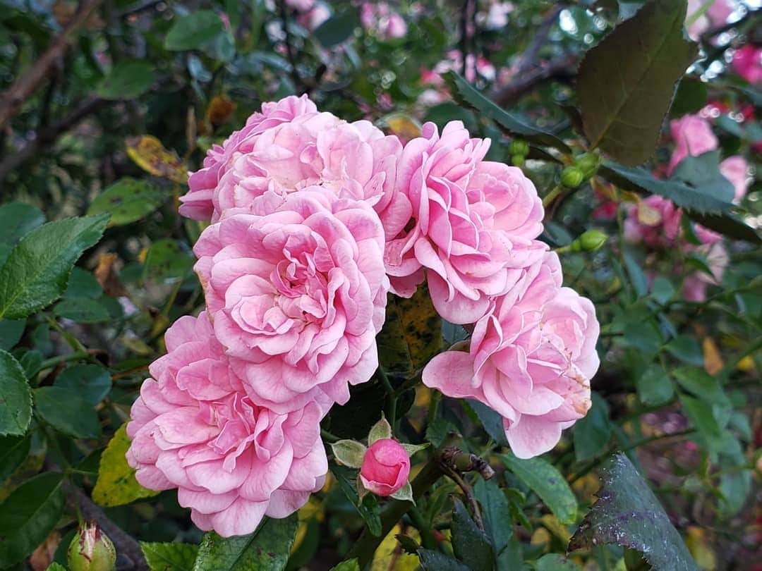 片山美紀さんのインスタグラム写真 - (片山美紀Instagram)「「秋薔薇」 暦の上ではもう冬ですが、、、この間、秋バラを見に出かけました。冷たい空気の中、やわらかい日差しを受けて咲くバラが綺麗でした。マスクをしていると、バラの香りをあまり感じられないのが残念ですが、秋の街を華やかに彩ってくれていました。 #天気#天気予報#気象予報士#お天気#季節#冬#アナウンサー#秋#秋薔薇#気象キャスター#秋バラ#バチェラー#バチェロレッテ#ストールンローズ#バラ#季節#季節を楽しむ#山下公園バラ#山下公園バラ園#四季ソムリエ#日本の四季を楽しむ#季節を楽しむ#美しい日本語#春夏秋冬#日本の文化#日本の伝統」11月10日 0時38分 - mikiktyma_otenkicooking