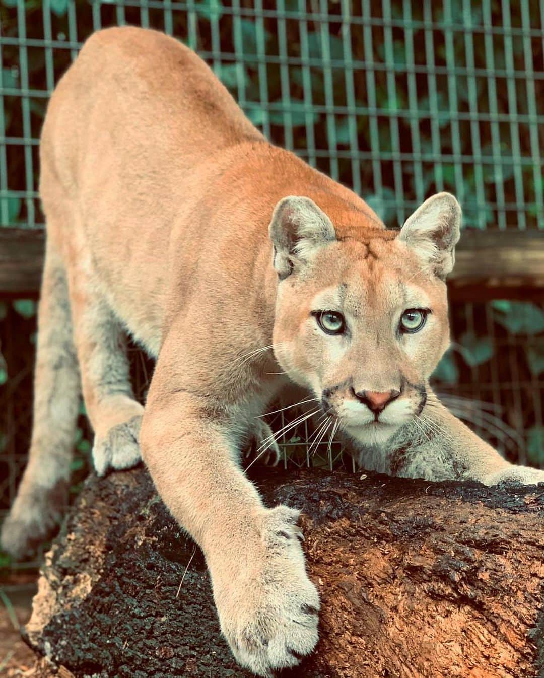 Zoological Wildlife Foundationさんのインスタグラム写真 - (Zoological Wildlife FoundationInstagram)「Baby Elans gorgeous one year transformation!💚🐾✨ #cougar #1yearanniversary #mondayvibes」11月10日 0時53分 - zwfmiami