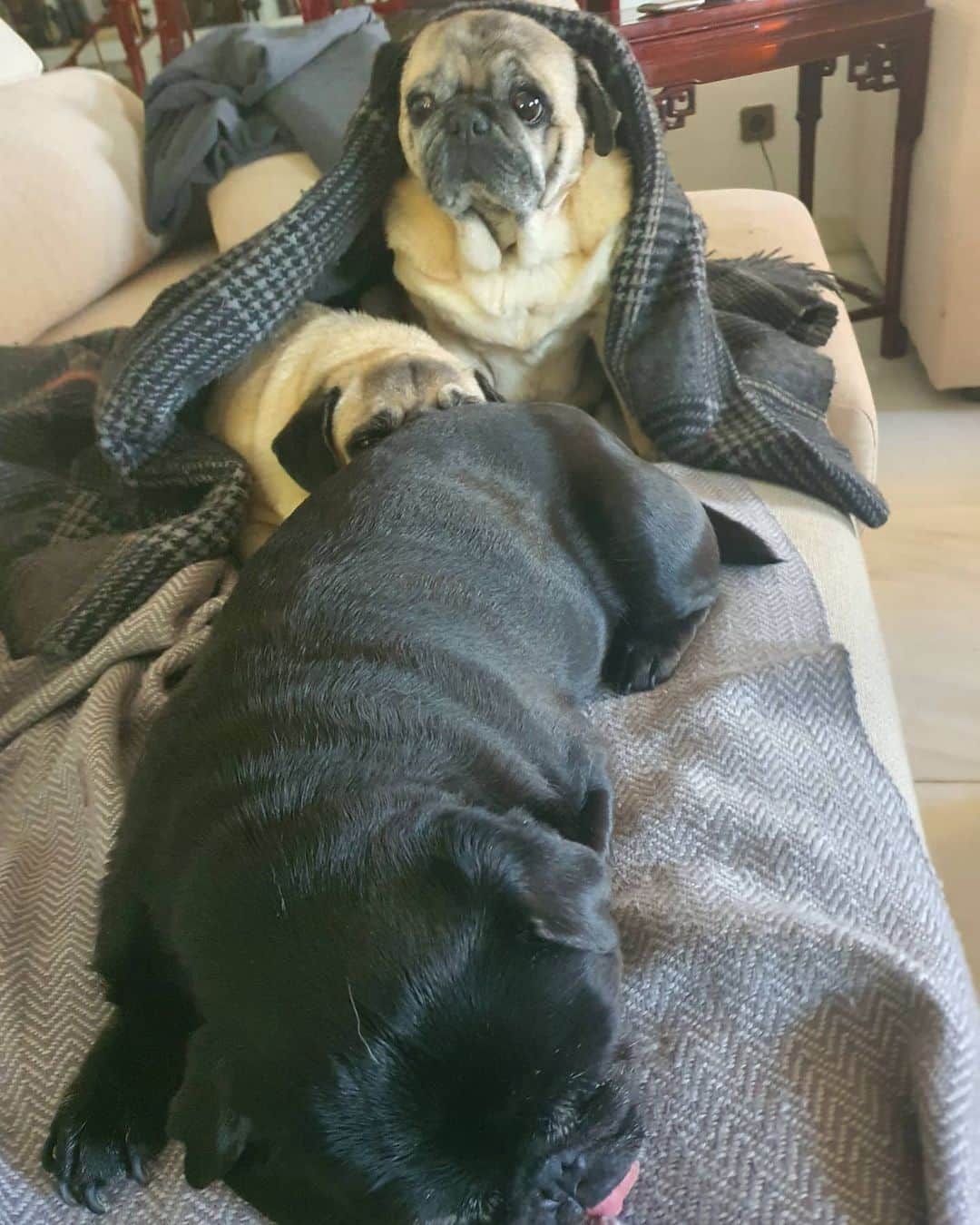 Nikitaのインスタグラム：「Pug_nikita tarde de siesta 😏」