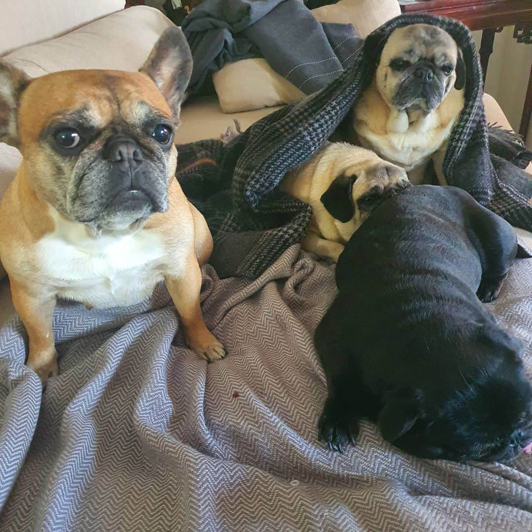 Nikitaのインスタグラム：「Pug_nikita y bambi #」