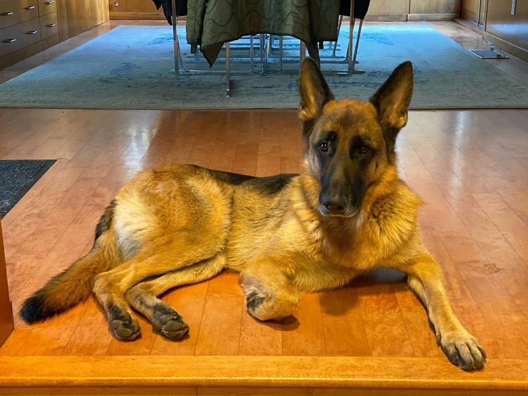 ロバート・パトリックさんのインスタグラム写真 - (ロバート・パトリックInstagram)「My best friend “Blitz” waiting for me to hang out and go for a walk! #germanshepherd #germanshepherdsofinstagram #dog #dogs」11月10日 0時56分 - ripfighter