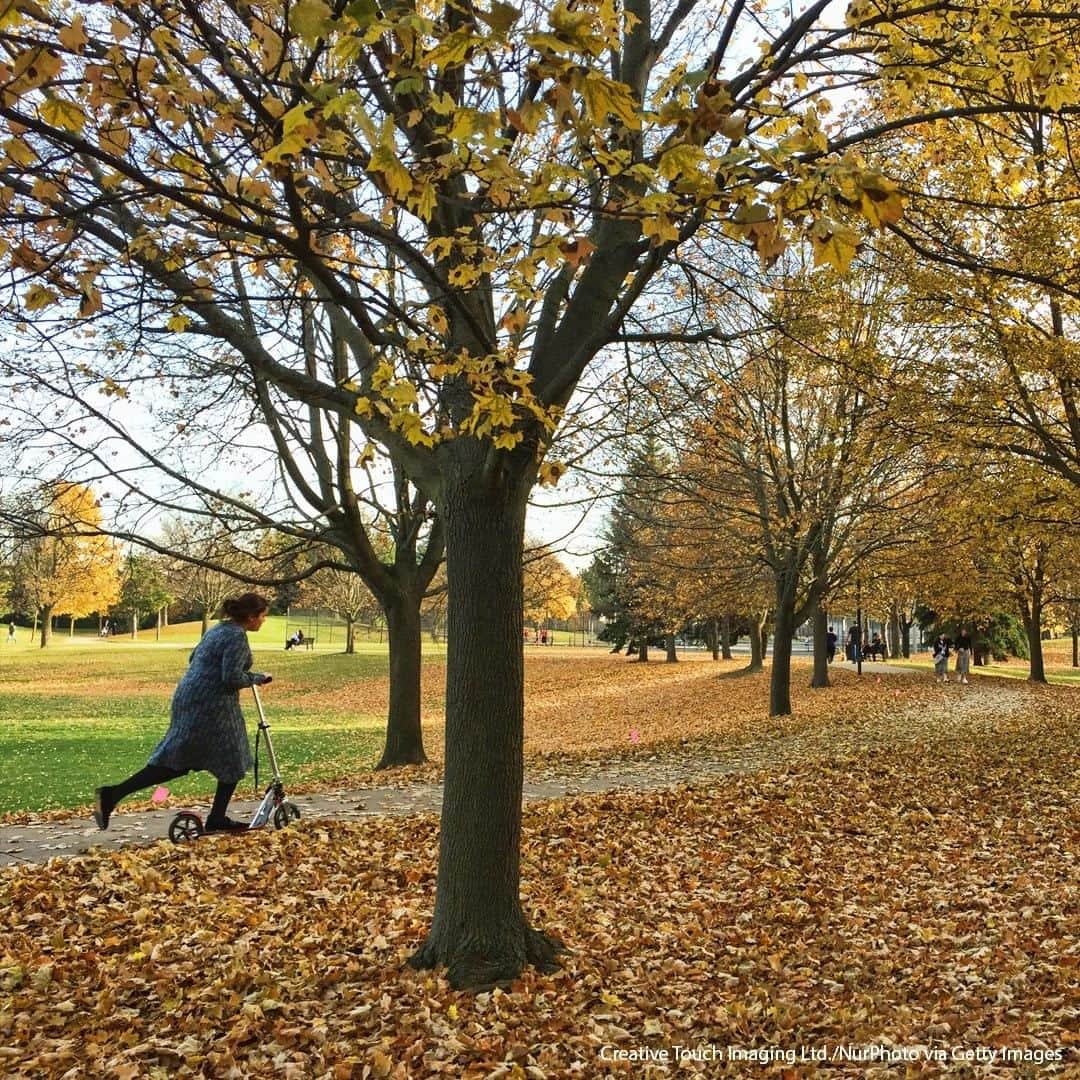 ABC Newsさんのインスタグラム写真 - (ABC NewsInstagram)「People walk amongst the fall leaves in Toronto, Ontario, Canada as the city experiences the warmest stretch of November weather in history with temperatures hitting a high of 20 degrees celsius. Friday's high of 20.8 °C broke the record of 20.5 °C set in 2015. #toronto #fall」11月10日 1時00分 - abcnews