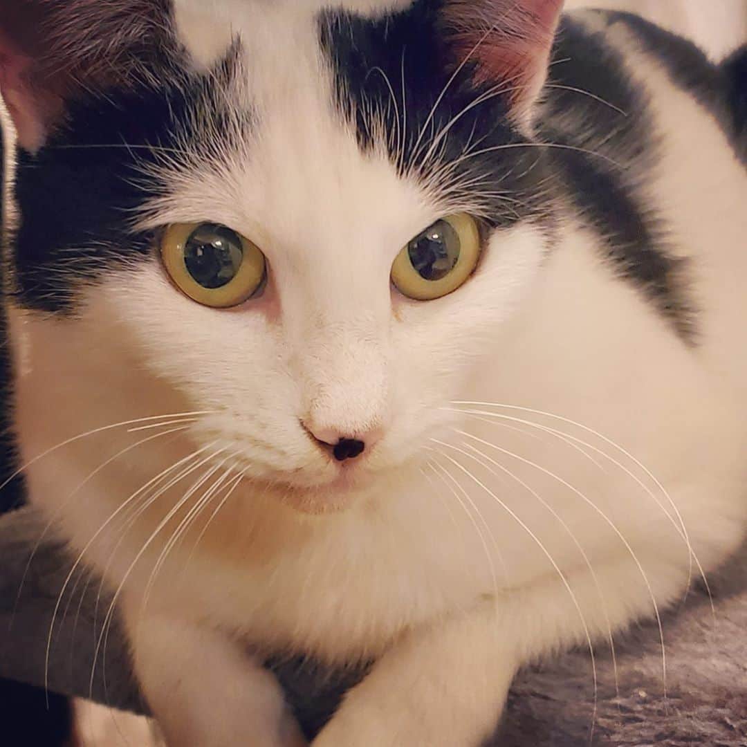 のインスタグラム：「キリっとしてる🐈  ネコアレルギーになったので😂昨日シャワーしようと思ったらお風呂で暴れて..そこから不信感抱かれてます...💦  #cat #gato #猫 #ネコ #ねこ #ねこすたぐらむ」