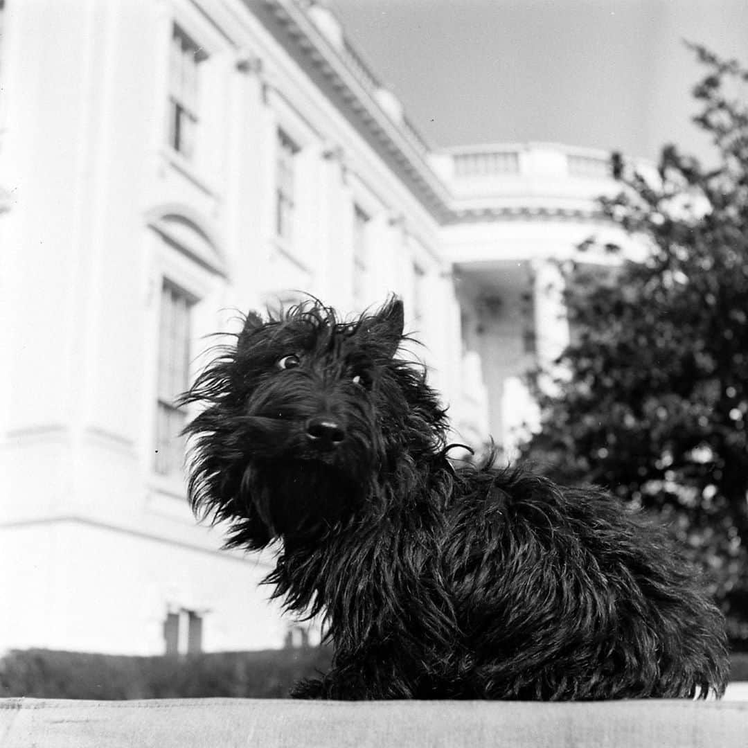lifeさんのインスタグラム写真 - (lifeInstagram)「President-Elect Joe Biden will bring his two German shepherds, Champ and Major, to live at the White House. This continues a long legacy of presidential pets, such as Lyndon Johnson's beagles (Him and Her!), Franklin Roosevelt's Scottie (Fala!), and Dwight Eisenhower's Weimeraner (Heidi!). To hear a president talk about his beloved dog, tap the link in bio. (📷 Thomas McAvoy, Francis Miller, Ed Clark/LIFE Picture Collection)  #beaglesofinstragram #scottiesofinstagram #weimeranersofinstagram #presidentialpets」11月10日 2時13分 - life